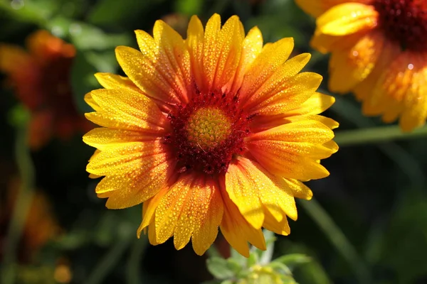 Colorful indian blanket flower with water drops