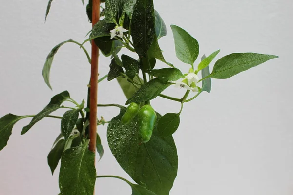 Close up of pepper plant on white background
