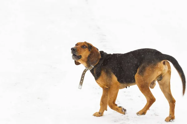 Ritratto Cane Domestico Piedi Sulla Neve — Foto Stock