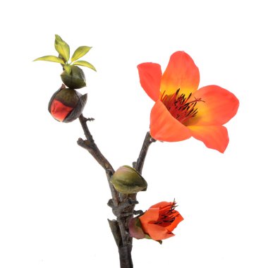 beyaz arkaplanda yaprakları olan yapay çiçekler  