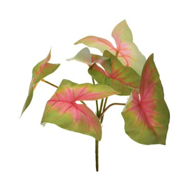 beyaz arkaplanda izole edilmiş renk yaprakları 