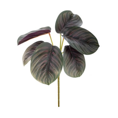 beyaz arkaplanda izole edilmiş renk yaprakları 