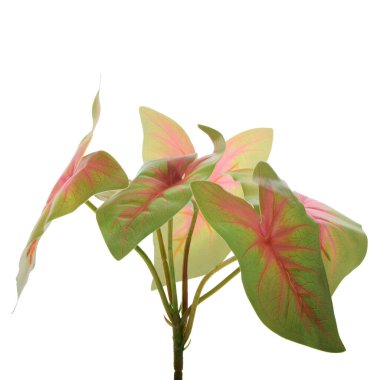 beyaz arkaplanda izole edilmiş renk yaprakları 