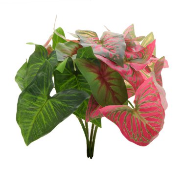 beyaz arkaplanda izole edilmiş renk yaprakları 