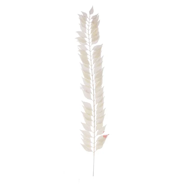 Color Plant Isolated White Background — Stock Photo, Image