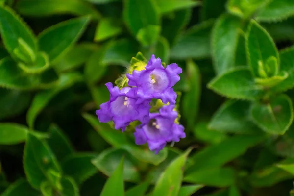 Neelakurinji Flower Uma Espécie Que Sincroniza Seu Período Floração Mas — Fotografia de Stock