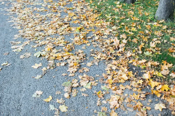 Jesienią Trawie Które Piękne Żółte Liście Opadłe Drzew — Zdjęcie stockowe