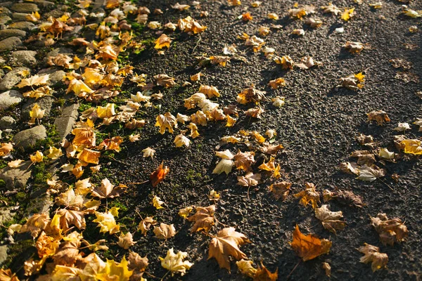 Otoño Sobre Hierba Hermosas Hojas Amarillas Caídas Los Árboles — Foto de Stock