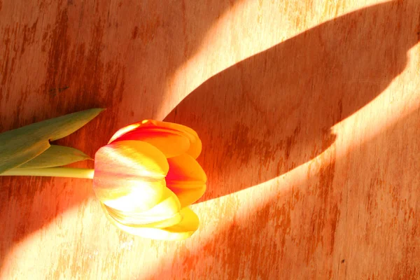 Close Tulipas Uma Velha Mesa Madeira — Fotografia de Stock