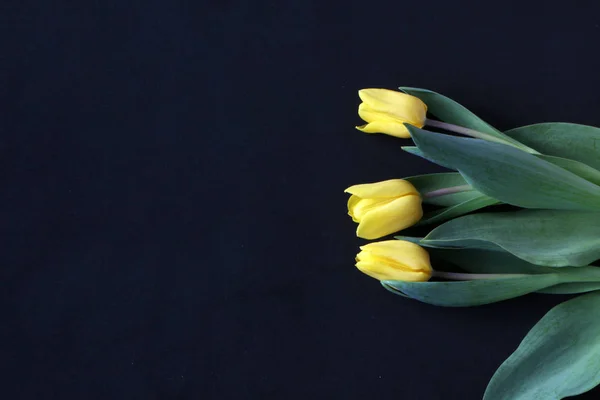 Gros plan - tulipe jaune sur fond noir — Photo