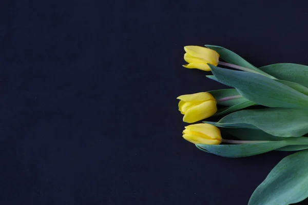 Primer plano - tulipán amarillo sobre fondo negro — Foto de Stock