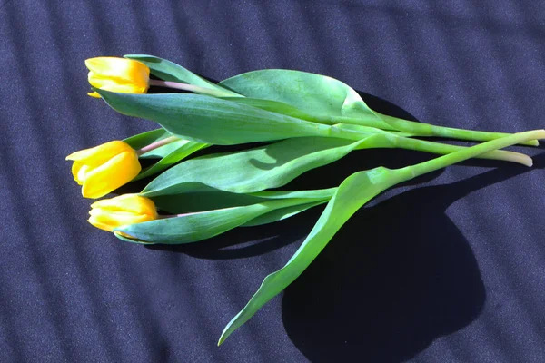 Close up - tulipa amarela no fundo preto — Fotografia de Stock