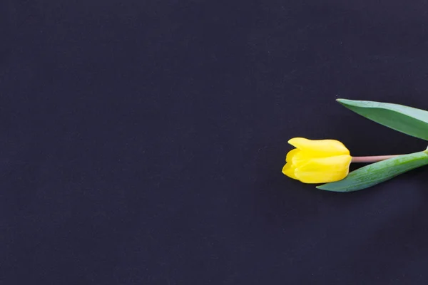 Close up - yellow tulip on black background — Stock Photo, Image