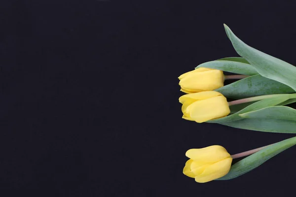Gros plan - tulipe jaune sur fond noir — Photo