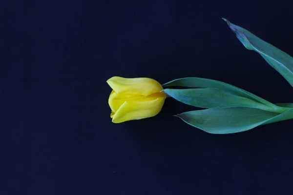 Primer plano - tulipán amarillo sobre fondo negro — Foto de Stock