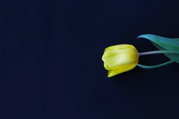 Close up - yellow tulip on black background — Stock Photo, Image