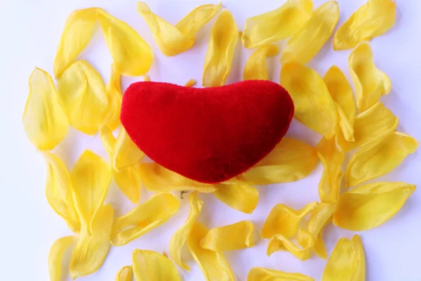 Close-up - red heart lies on the yellow petals of a tulip. Stock Picture