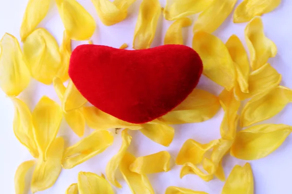 Close-up - red heart lies on the yellow petals of a tulip. Royalty Free Stock Images