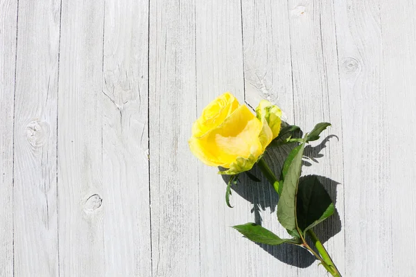 Gros plan - rose jaune sur un fond de vieux bois — Photo