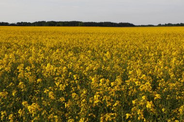 Güzel çiçeklerin yakın çekim alanı. 