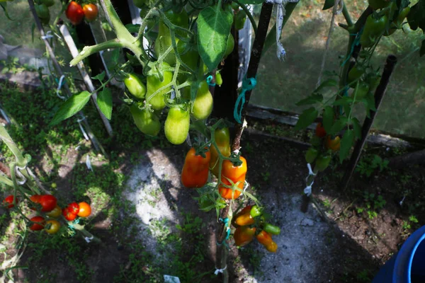 クローズアップ写真 - 美しいトマトとキュウリがグリーで育つ — ストック写真