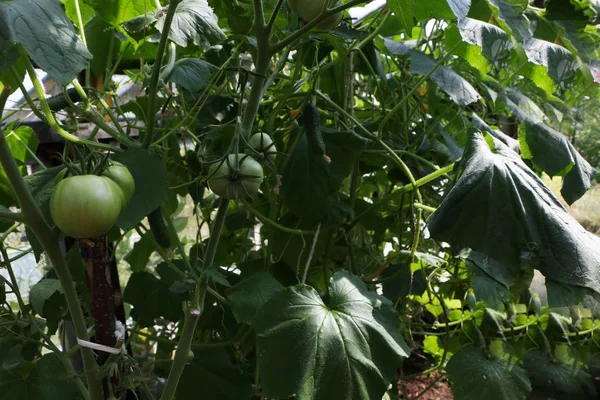 クローズアップ写真 - 美しいトマトとキュウリがグリーで育つ — ストック写真