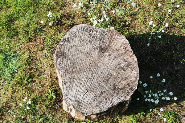 Bakgrund av trä struktur — Stockfoto
