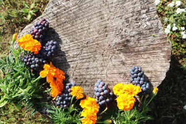 Yakın çekim - Bir orman kütüğünün arka planına karşı, çiçekler .