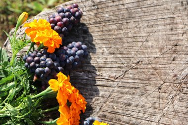 Yakın çekim - Bir orman kütüğünün arka planına karşı, çiçekler .