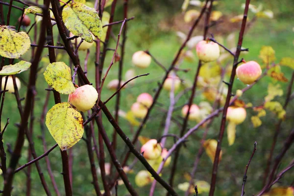 Крупный план - осенью яблоки на дереве без листьев — стоковое фото