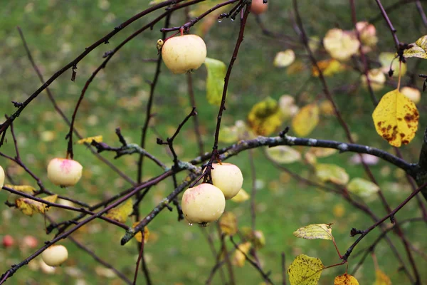 Närbild - äpplen på hösten på ett träd utan blad — Stockfoto