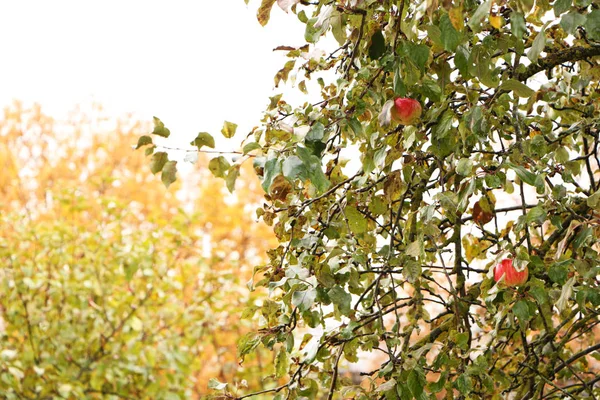 El primer plano - las manzanas en otoño sobre el árbol sin hojas — Foto de Stock