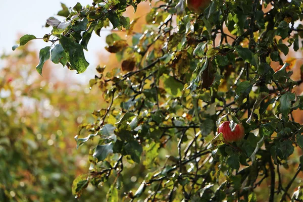 Gros plan - pommes en automne sur un arbre sans feuilles — Photo