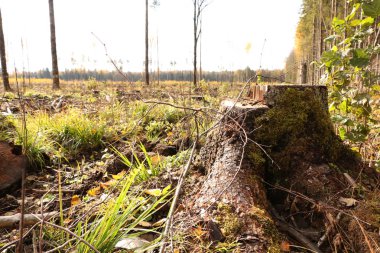 Çevre ihlali. Sawn Ormanı. 