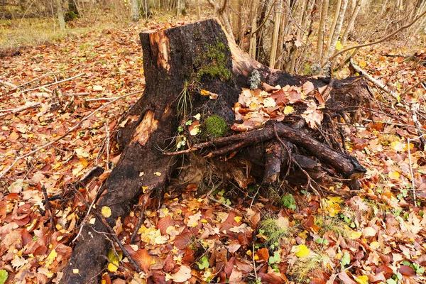 Gammal stubbe med svamp i vacker höstskog. — Stockfoto