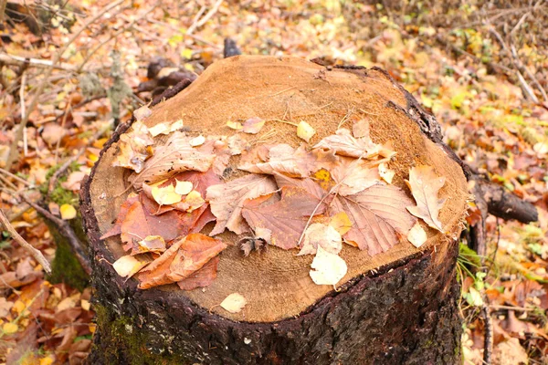 Tronco velho com cogumelos em uma bela floresta de outono . — Fotografia de Stock