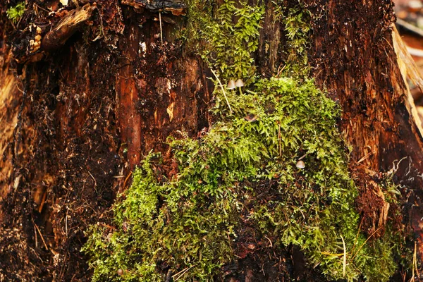 Gammal stubbe med svamp i vacker höstskog. — Stockfoto