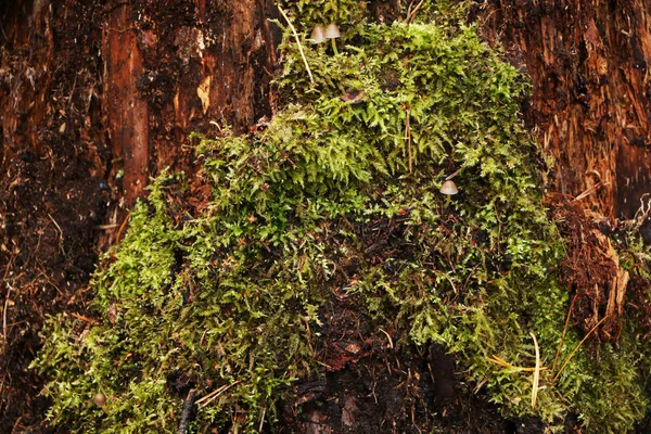 Gammal stubbe med svamp i vacker höstskog. — Stockfoto