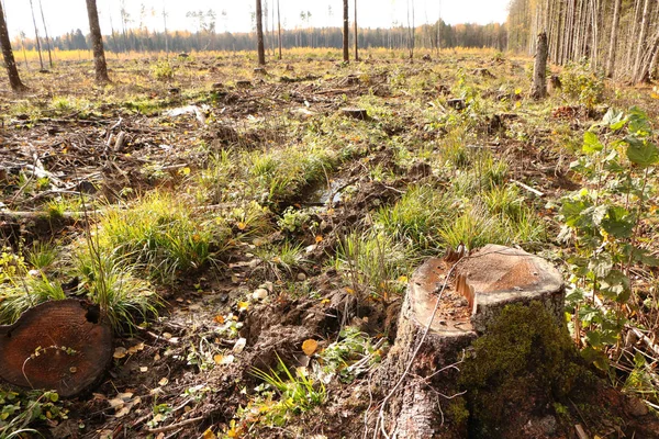 Verletzung der Umwelt. gesägter Wald. — Stockfoto
