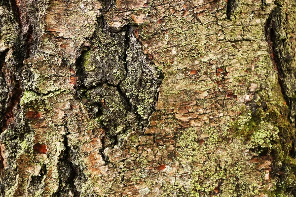 Träd bark som en vacker bakgrund . — Stockfoto