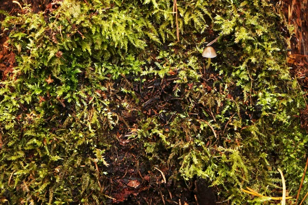 Tronco velho com cogumelos em uma bela floresta de outono . — Fotografia de Stock