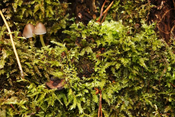 Gammal stubbe med svamp i vacker höstskog. — Stockfoto