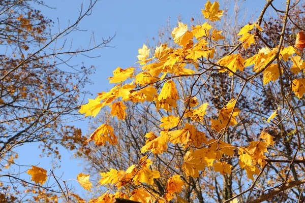 Alte Laube in einem schönen Herbstwald. — Stockfoto
