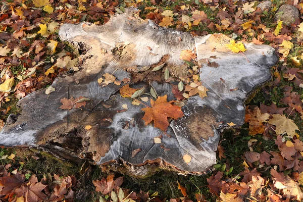 Tronco velho com cogumelos em uma bela floresta de outono . — Fotografia de Stock