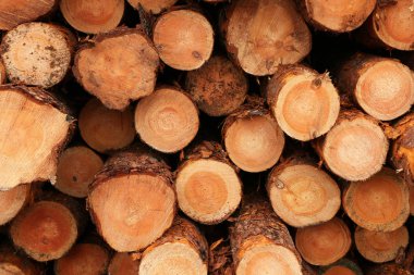 Yere yığılmış ağaç kütükleri..