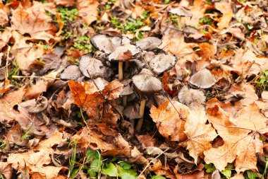 Güzel bir sonbahar ormanında sarı mantarlar.