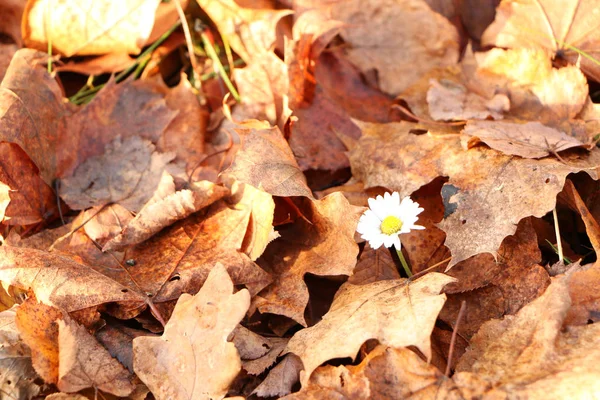 Gänseblümchenblümchen im herbstlichen Wald. — Stockfoto