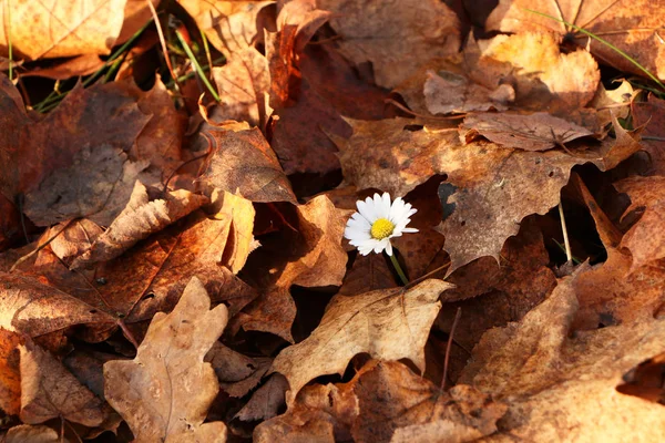 Daisy květina v podzimním lese. — Stock fotografie