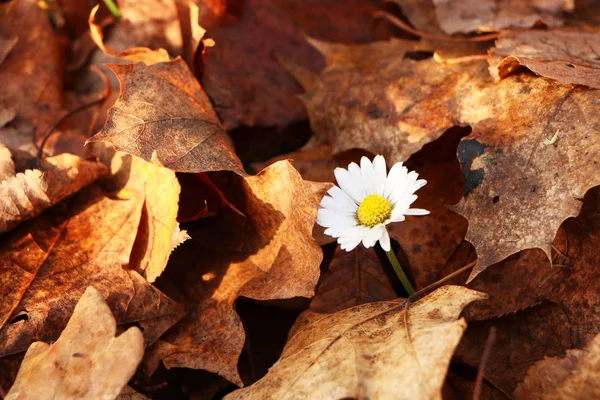 Flor de margarita en el bosque de otoño . — Foto de Stock