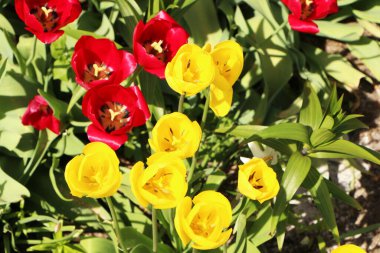 Bahçesinde yeşil yapraklar olan parlak kırmızı ve sarı laleleri mavi gökyüzüne yakın çekim. Baharda güneşin altında güzel bir çiçek açar..